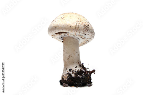 toadstool mushroom