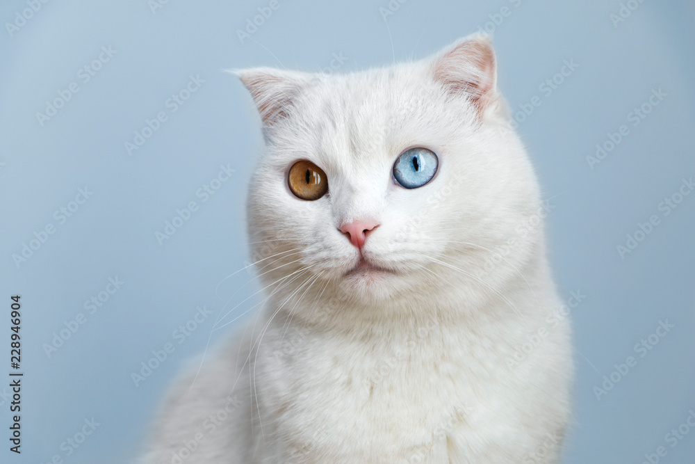 cat with different colored eyes