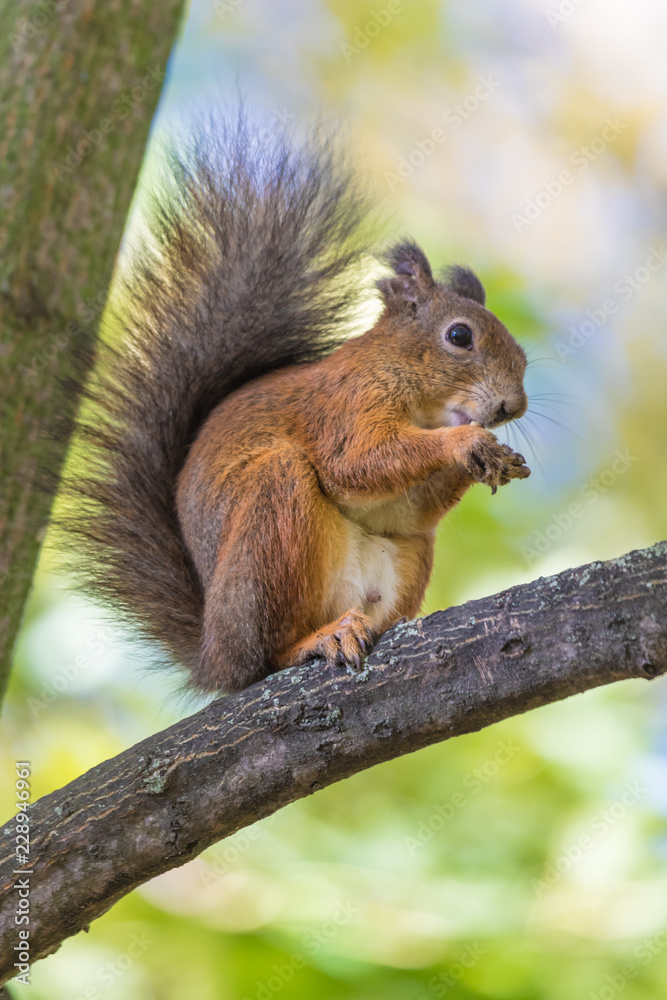 The squirrel sitting in the branch of a tree in the park on the warm and sunny autumn day. The squirrel is eating a nut holding it between his paws on the background of green leaves The squirrel sitting in the branch of a tree in the park on the warm and sunny autumn day. The squirrel is eating a nut holding it between his paws on the background of green leaves