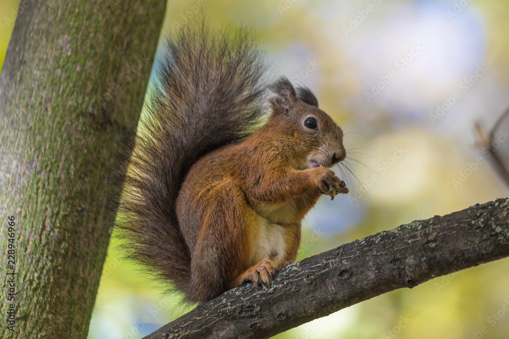 The squirrel sitting in the branch of a tree in the park on the warm and sunny autumn day. The squirrel is eating a nut holding it between his paws on the background of green leaves The squirrel sitting in the branch of a tree in the park on the warm and sunny autumn day. The squirrel is eating a nut holding it between his paws on the background of green leaves