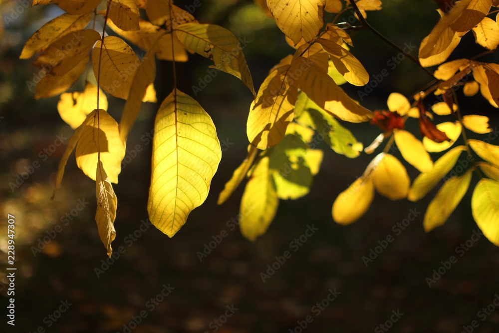 Walnut tree yellow leaves, in warm sun light.