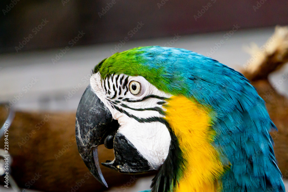 Severe Macaw Parrot,Close up The Chestnut fronted Macaw