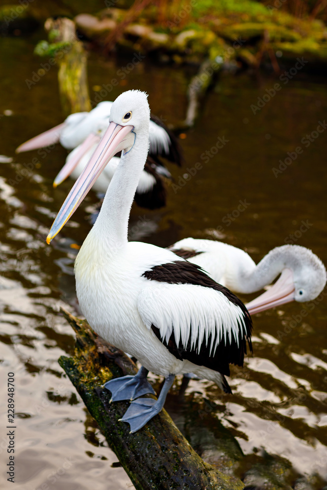 Beautiful white, grey pelicans in bird zoo park in Walsrode, Germany. Interesting park for families, children and school excursion trips Beautiful white, grey pelicans in bird zoo park in Walsrode, Germany. Interesting park for families, children and school excursion trips