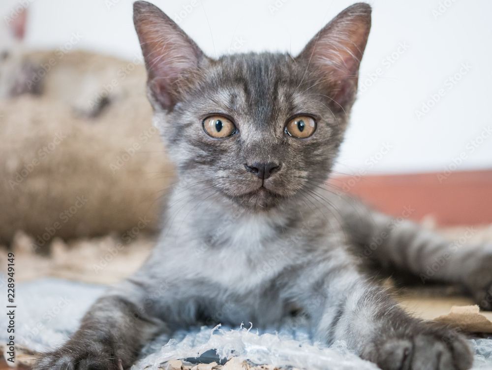 Portrait of Grey British shorthair kitten