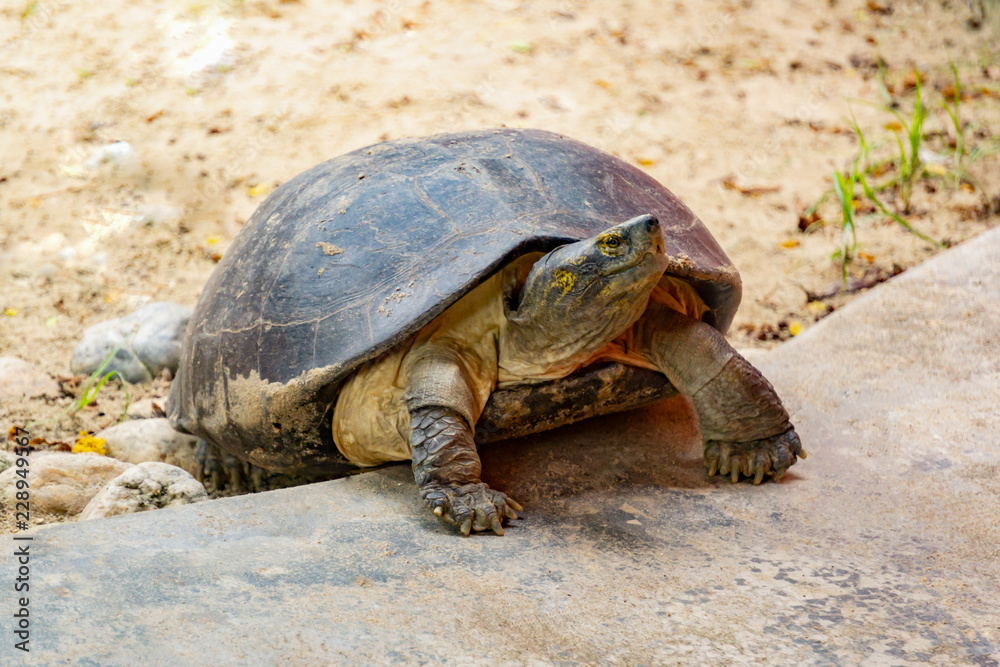 Turtles on the stone in the zoo. Turtles on the stone in the zoo.