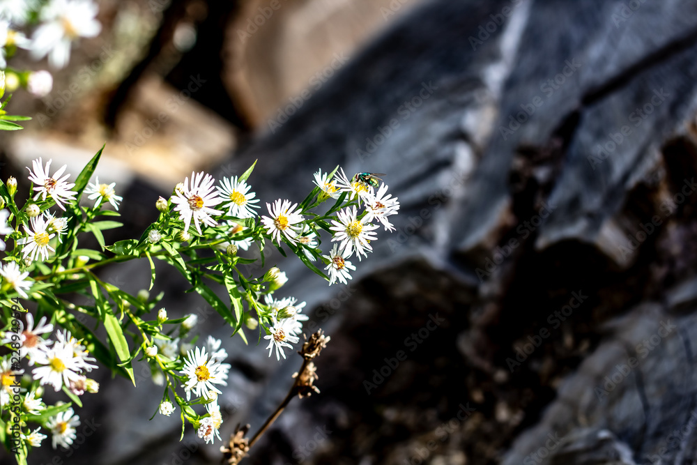 A garden fly on a aunch of White Wild Flowers With Yellow Centres with an Old Tree Stump in Background