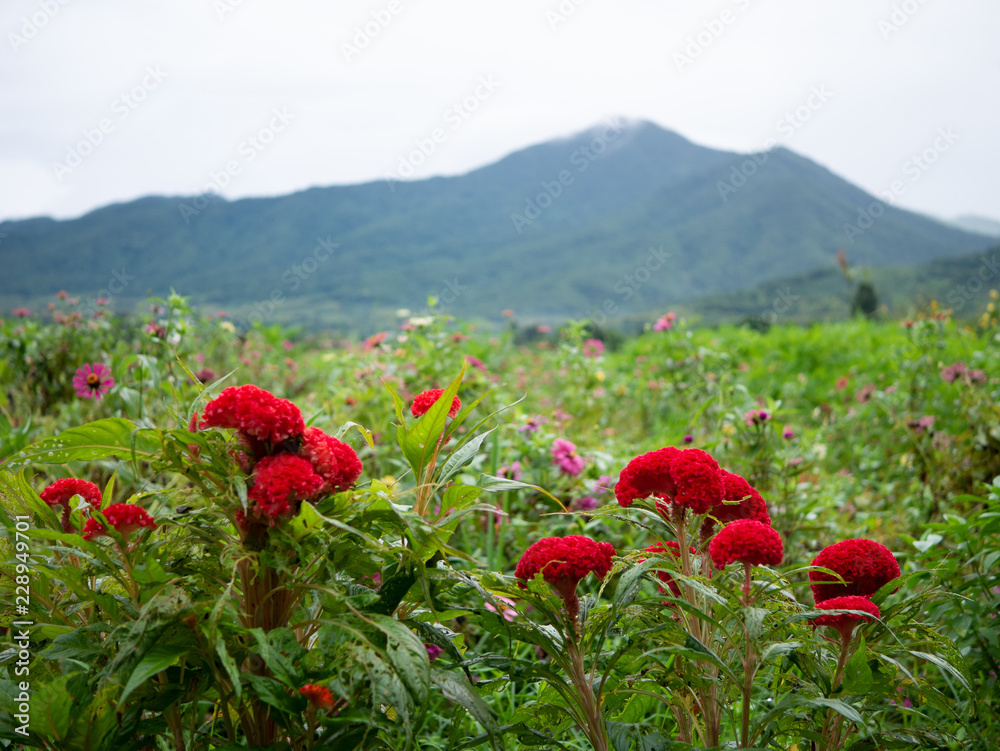 Red Cockscomb flower and mountain view in background Red Cockscomb flower and mountain view in background