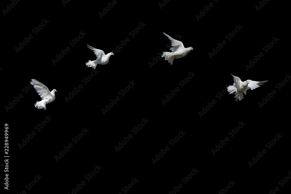 Fototapeta premium Gołębie latają na czarno na biało. Pigeon Peacock w wdzięcznym locie.