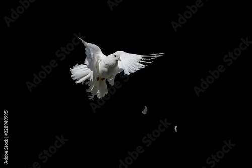 Dove is white isolated on black. Pigeon Peacock in graceful flight. 
