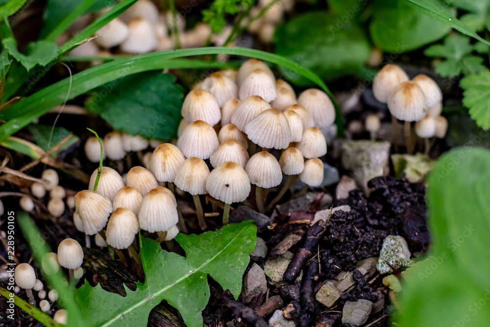 Small white umbrella like mushrooms growing in thick dark green grass.