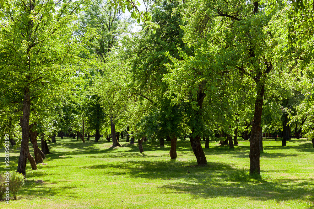 park deciduous trees park deciduous trees