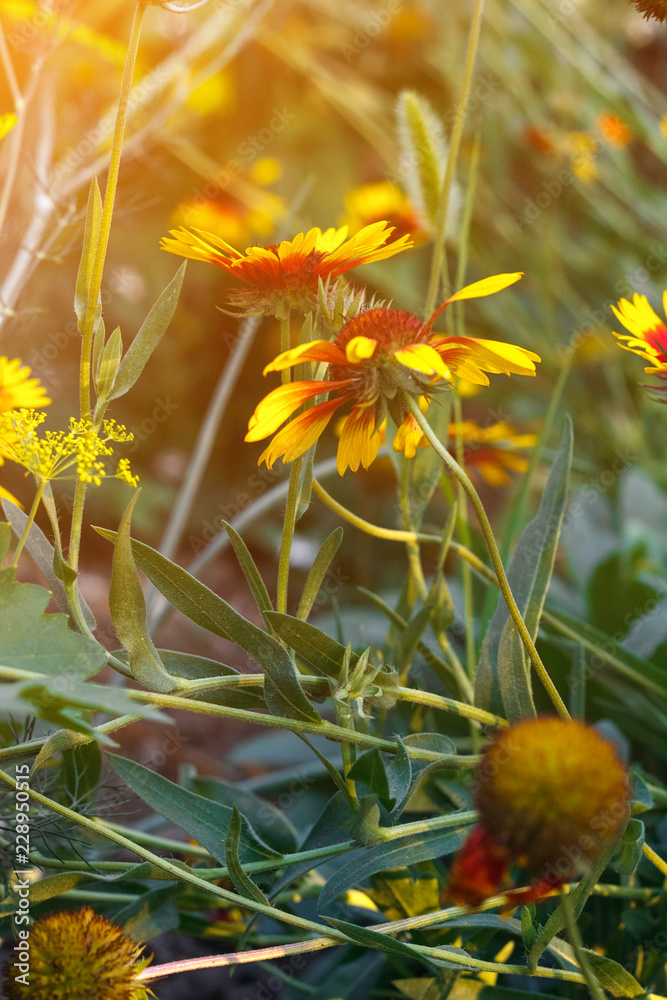 Obraz premium Beautiful bright flower rudbeckia on blooming green meadow