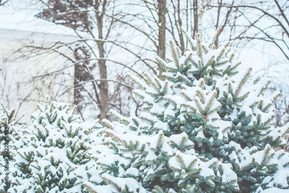 Frozen coniferous branches in white winter. Snowstorm.