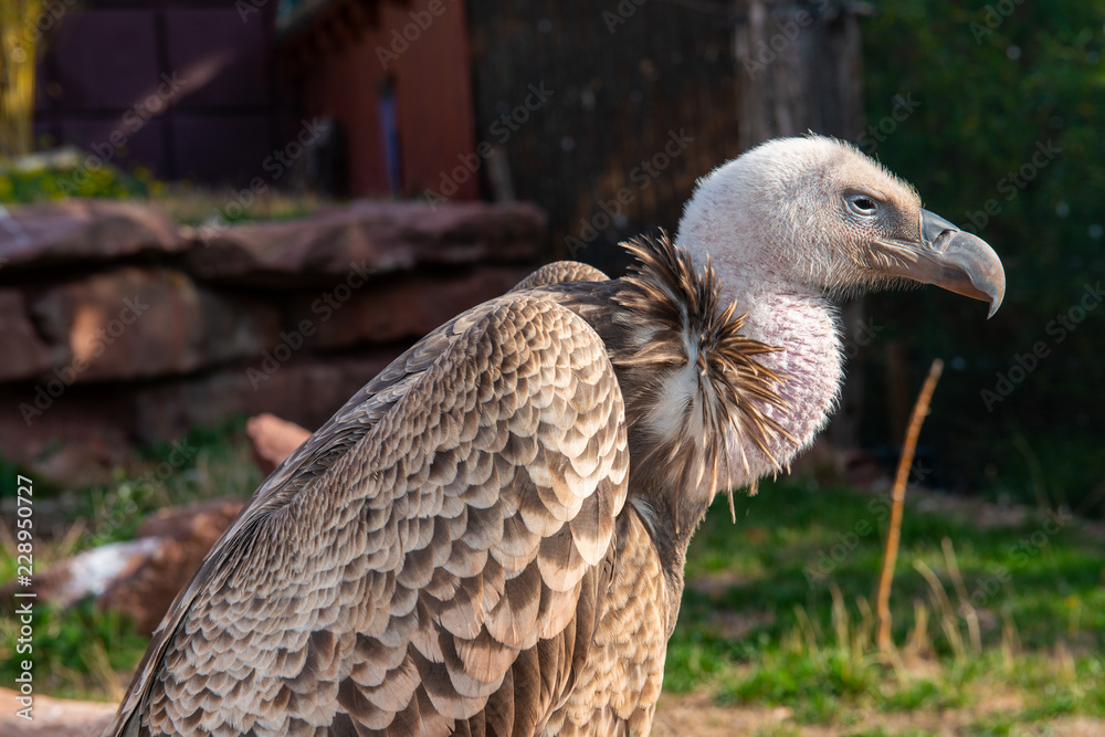 Fototapeta premium big gray- brown vulture in the zoo