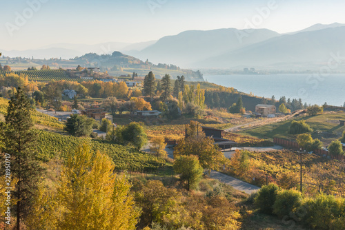Autumn landscape of vineyards and orchards with lake and mountains in distance