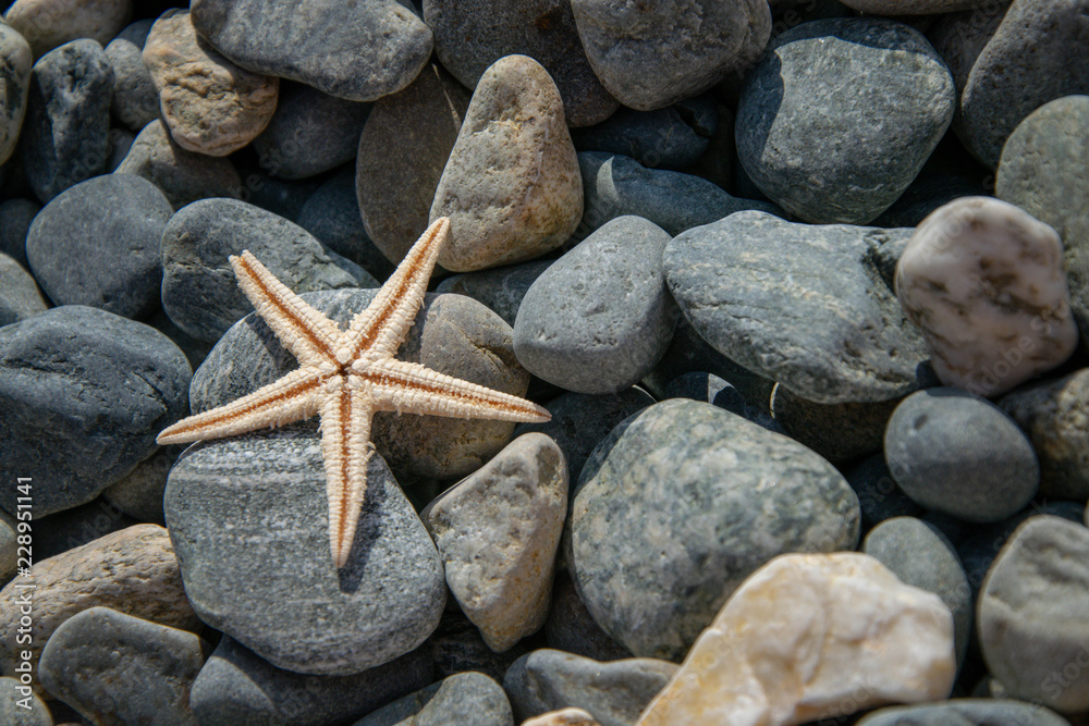 bright starfish lying on the rocks. vacation. bright starfish lying on the rocks. vacation.