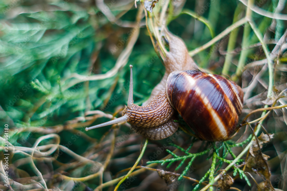 Brown big snail slowly crawling on green grass Brown big snail slowly crawling on green grass