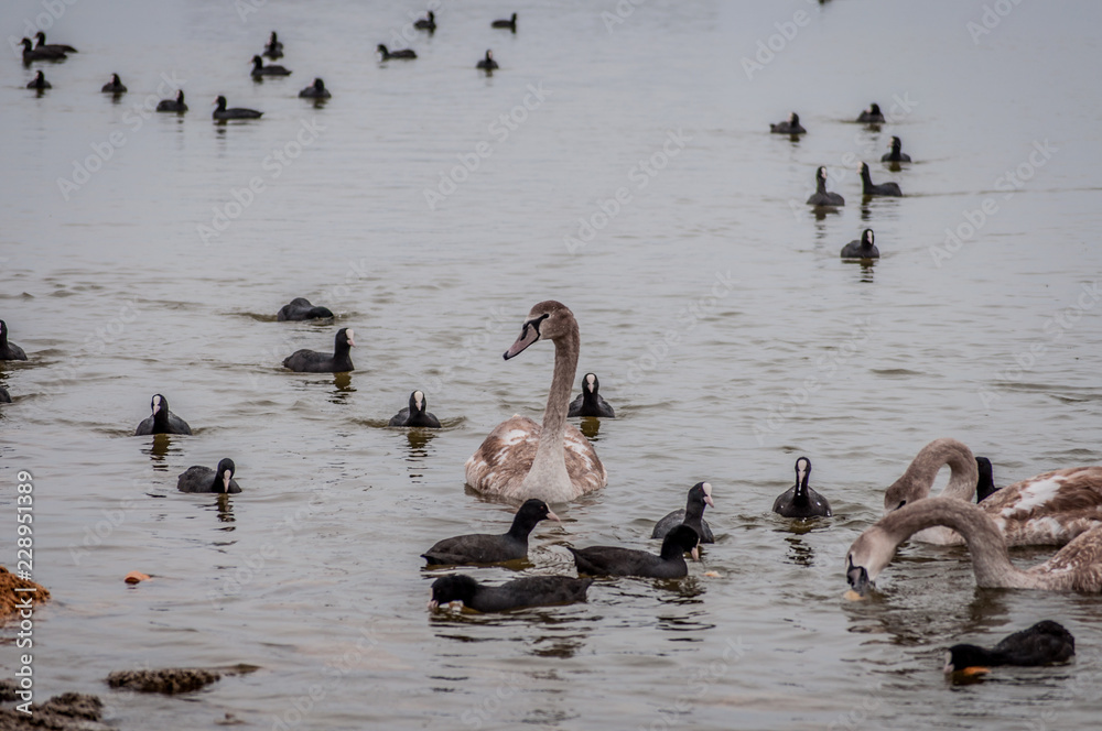 Wild brown swan and black ducks on the pond in rainy weather. Saki, Crimea, Russia. Wild brown swan and black ducks on the pond in rainy weather. Saki, Crimea, Russia.