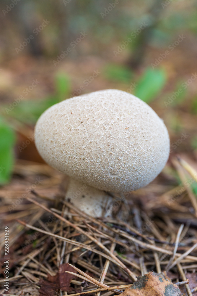 puffball mushroom in the forest puffball mushroom in the forest