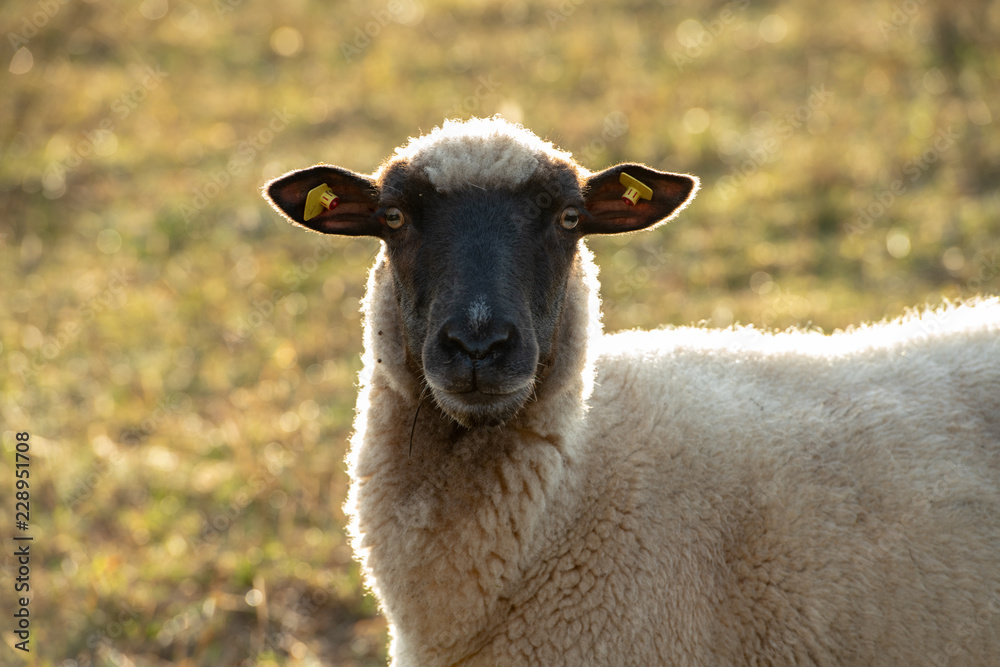 Fototapeta premium sheep with black and white wool looking in to the camera