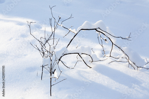 Snow-covered forest on a sunny winter day