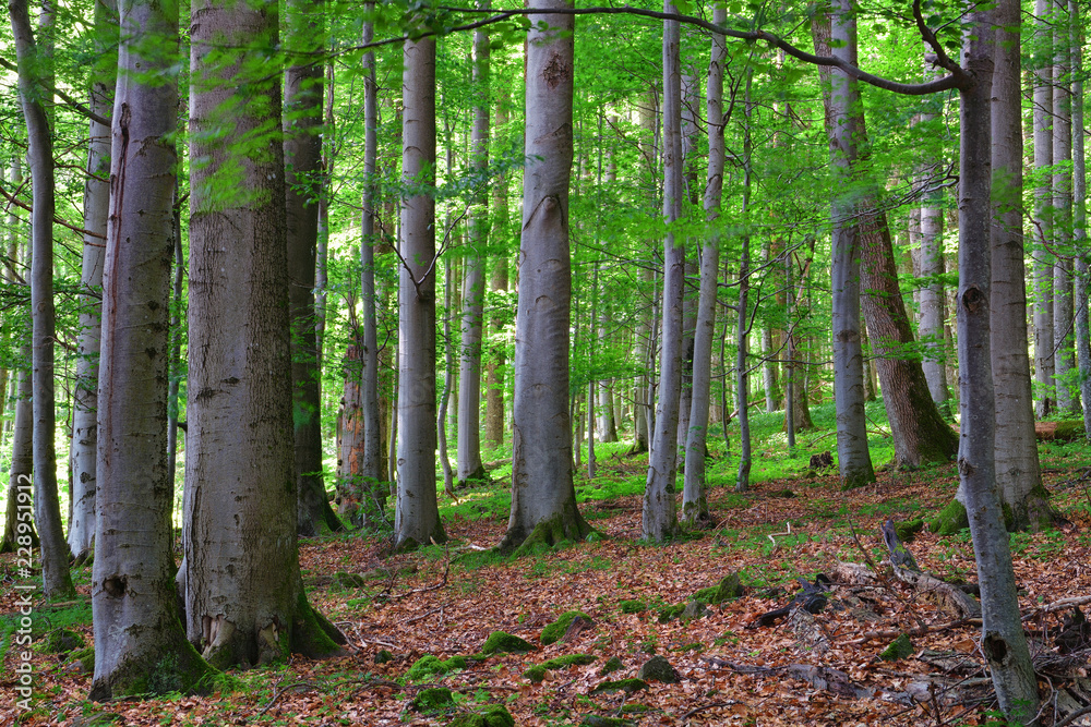 Fototapeta premium Buchenwald