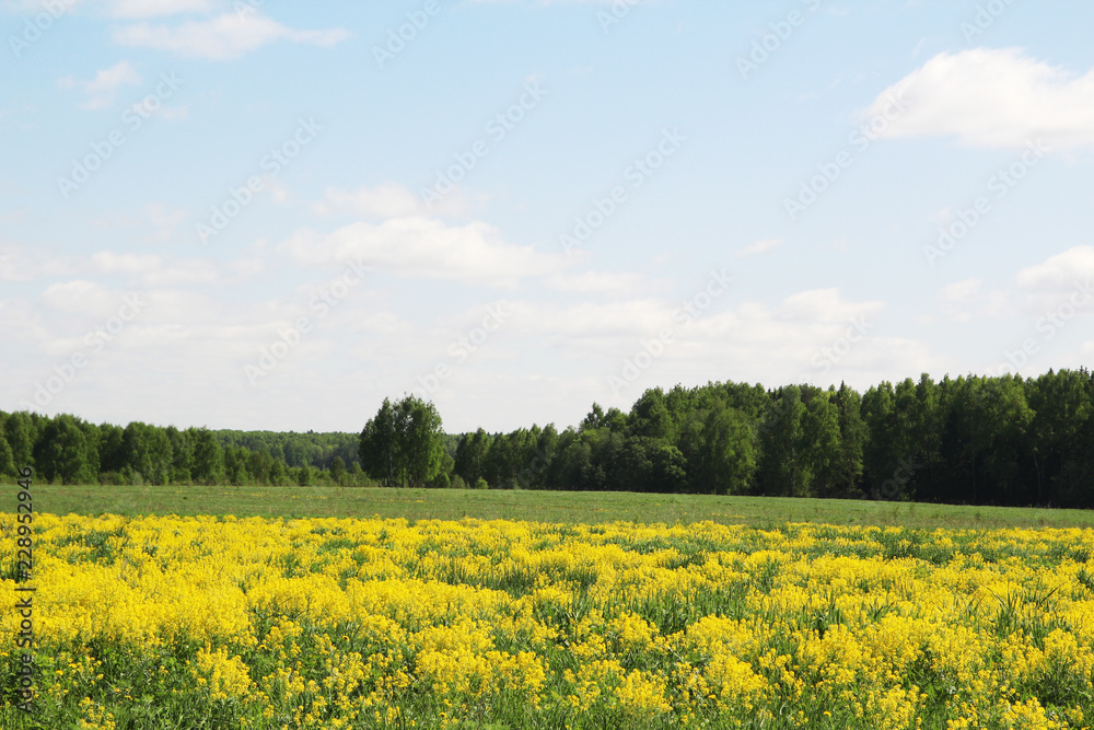 Field of rapeseed in Kostroma region, Russia Field of rapeseed in Kostroma region, Russia