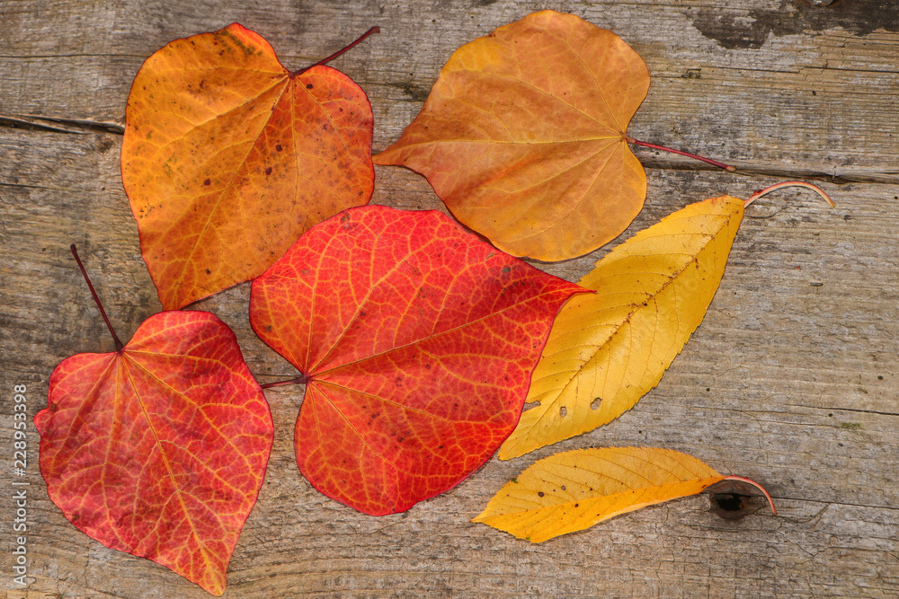 colorful fall leaves on wooden background colorful fall leaves on wooden background