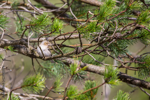 Pinzón Vulgar, fringilla coelebs en el Valle de Bujaruelo, Pirineo Oscense © Pablo Eskuder