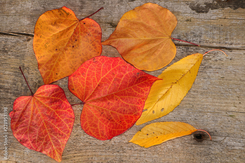 colorful fall leaves on wooden background