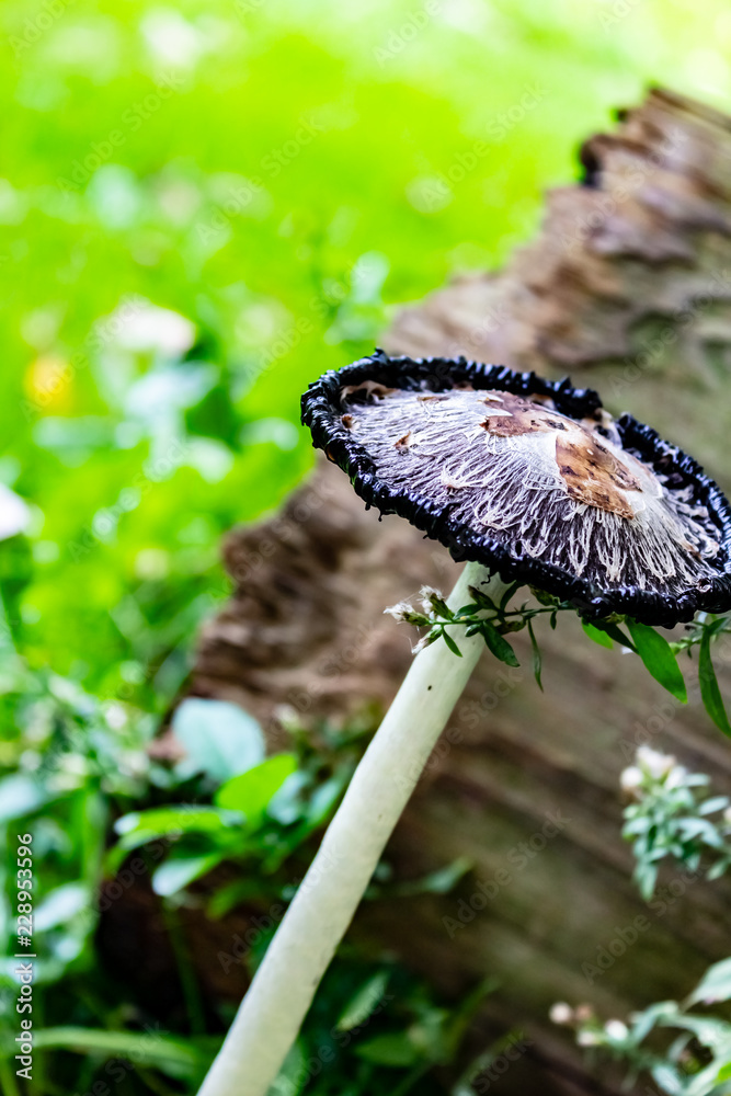 Black inky mushroom on a warm sunny morning.