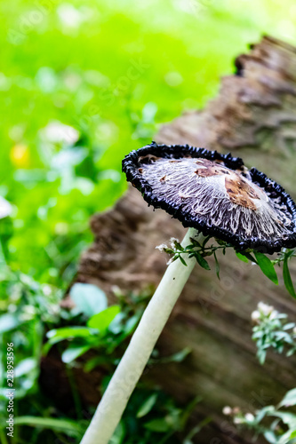 Obraz na płótnie Black inky mushroom on a warm sunny morning. w salonie