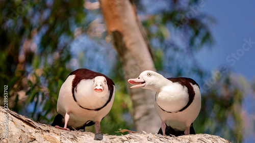 Radjah Shelduck Commonly Known As Burdekin Duck photo