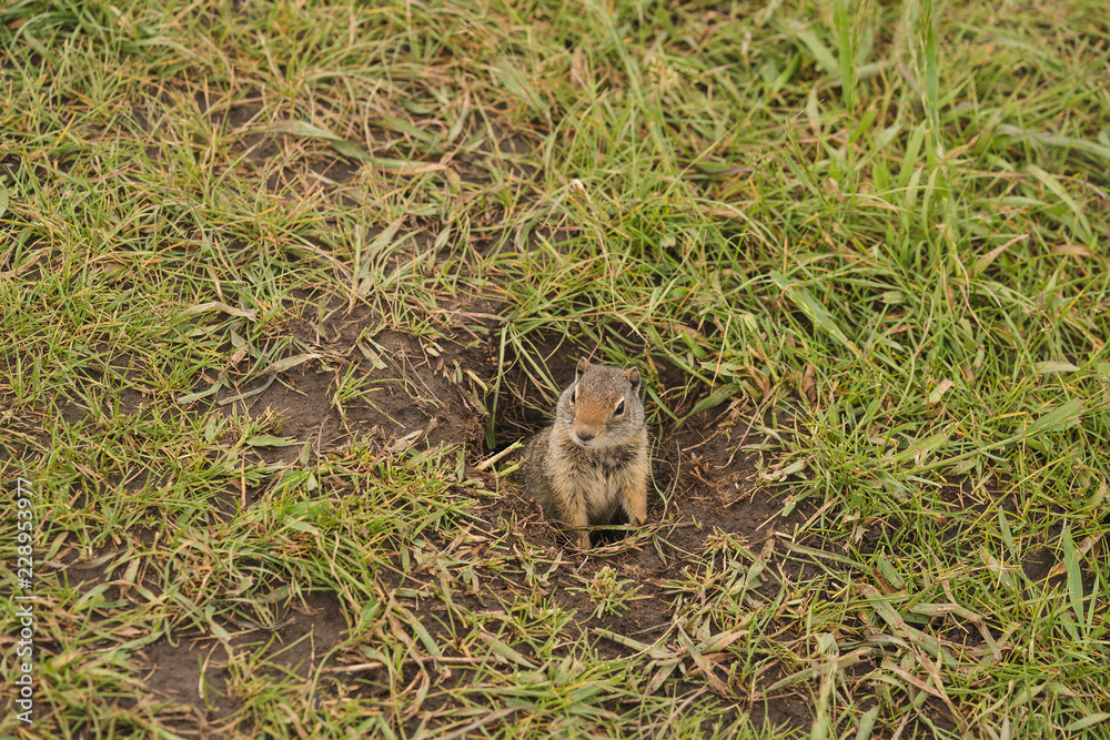 Prairie Dog Cynomys in Yellowstone national park