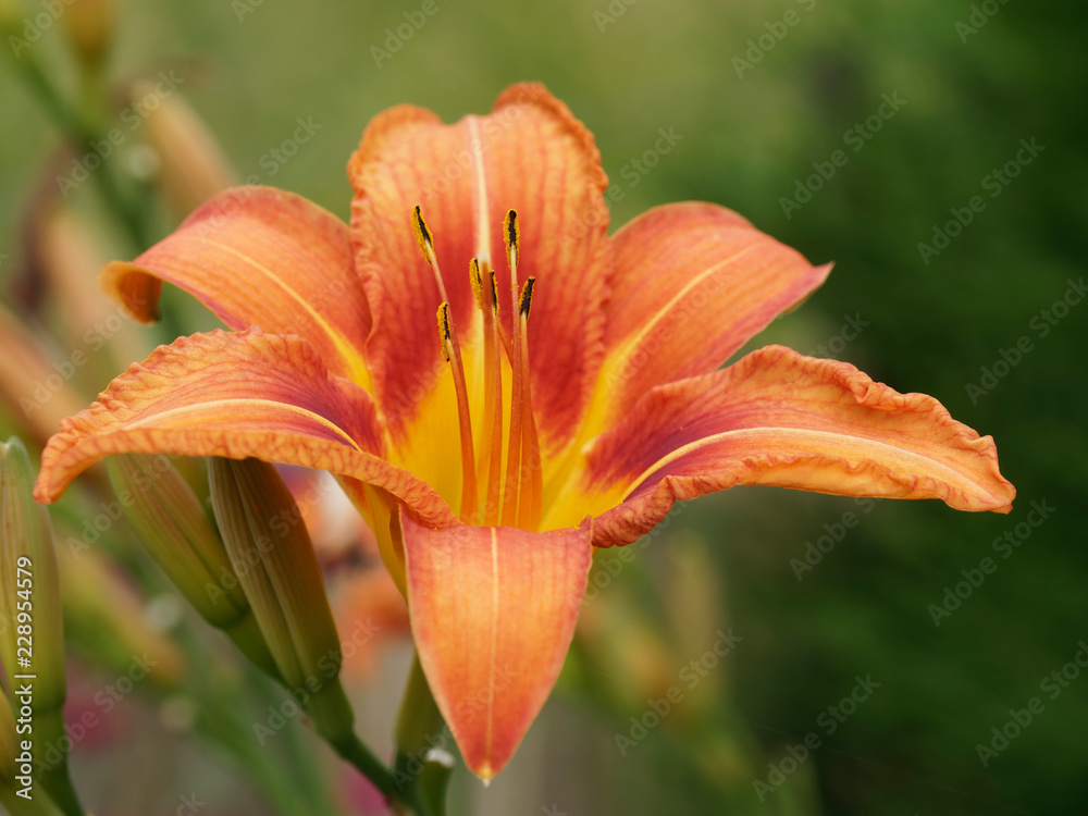 Hemerocallis fulva. Une variété d'hémérocalle aux pétales de couleur fauve, rouge orangé et gorgé de jaune, des lignes centrales jaune pâle. Originaire d'Asie. Hemerocallis fulva. Une variété d'hémérocalle aux pétales de couleur fauve, rouge orangé et gorgé de jaune, des lignes centrales jaune pâle. Originaire d'Asie.