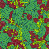 Seamless pattern of blackberry or raspberry. Berry background for textiles, wallpaper, sets of drawings, covers, surface, print, wrapper, scrapbooking.
