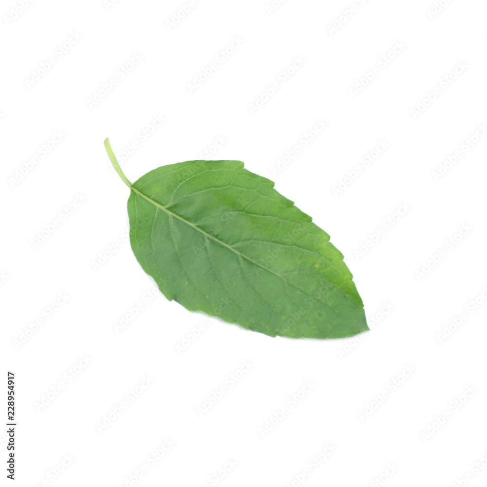 Fototapeta premium holy basil or tulsi leaves
