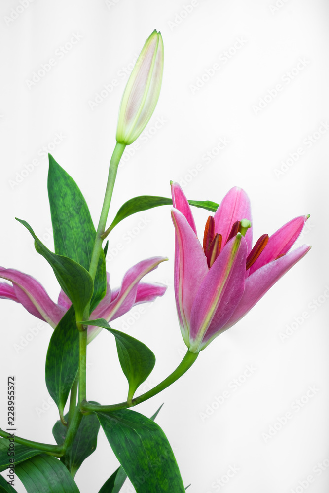 ピンクのゆり スターゲイザーの花とつぼみ Stock 写真 Adobe Stock ピンクのゆり スターゲイザーの花とつぼみ Stock 写真 Adobe Stock