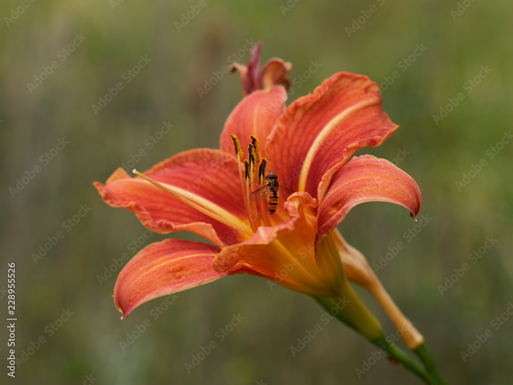 Hemerocallis fulva. Une variété d'hémérocalle aux pétales de couleur fauve, rouge orangé et gorgé de jaune, des lignes centrales jaune pâle. Originaire d'Asie, cultivé dans les parcs et jardins comme Hemerocallis fulva. Une variété d'hémérocalle aux pétales de couleur fauve, rouge orangé et gorgé de jaune, des lignes centrales jaune pâle. Originaire d'Asie, cultivé dans les parcs et jardins comme