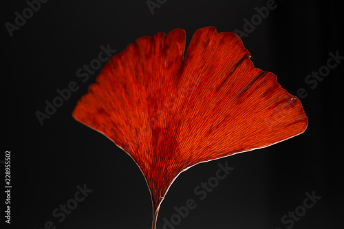 Wallpaper Mural dried red ginko leaves on black Torontodigital.ca