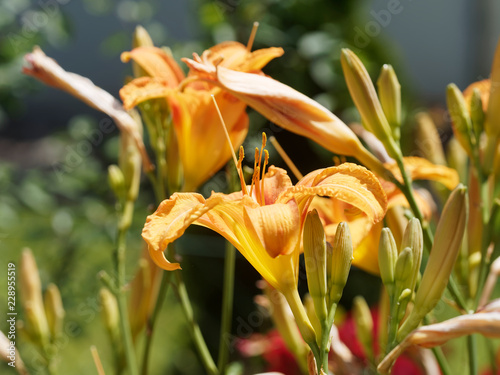 Hemerocallis fulva. Une vari  t   d h  m  rocalles aux p  tales de couleur fauve  rouge orang   et gorg   de jaune  des lignes centrales jaune p  le. Originaire d Asie.