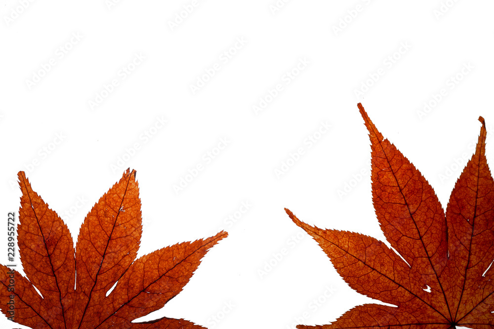 dried red maple leaves on white dried red maple leaves on white
