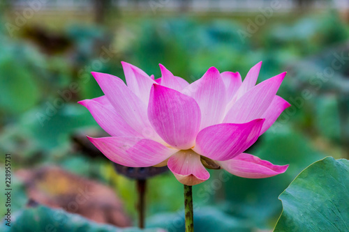 Pink Lotus flower and Lotus flower plants