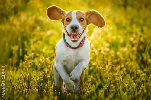 Beagle dog fun on meadow in summer outdoors run and jump towards camera