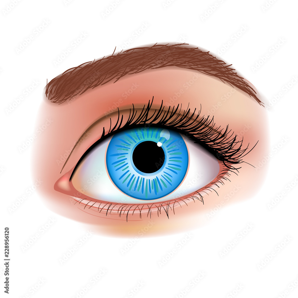 Women's Eye realistic vector illustration Women's Eye realistic vector illustration