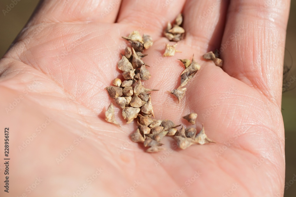 Planting seeds of the Spinach / kitchen garden Planting seeds of the Spinach / kitchen garden