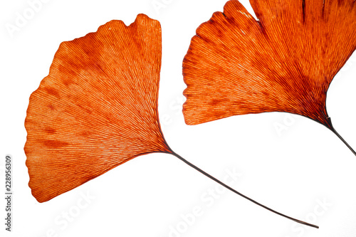 dried Ginko leaves on grey background