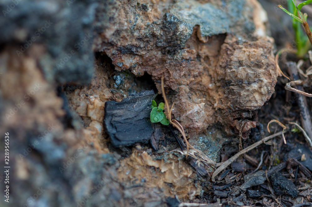 Close-up of rocks, salt and minerals. Shallow depth of field.