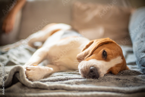 Beagle dog portrait lie on a couch