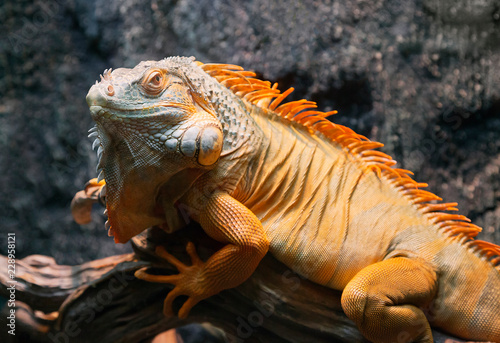 Close-up of a red iguana